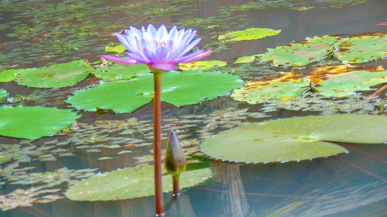 Sigiriya Water Cottage Buitenkant foto